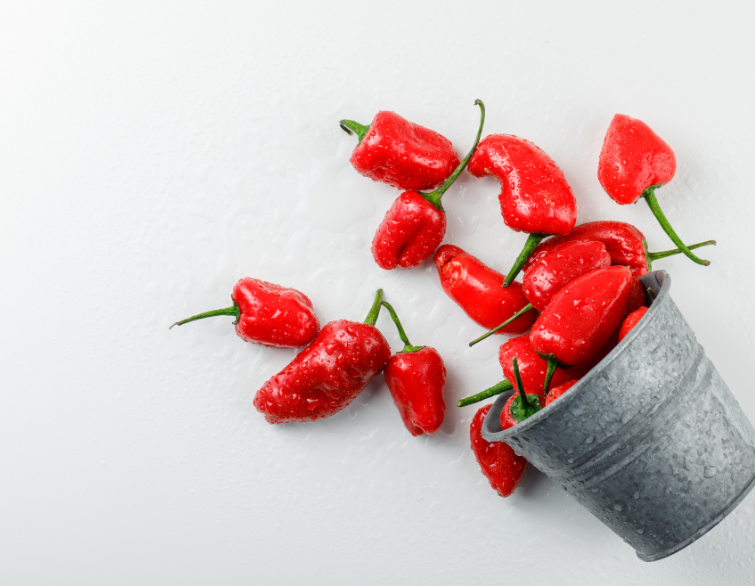 Minsvsp main picture scotch bonnet